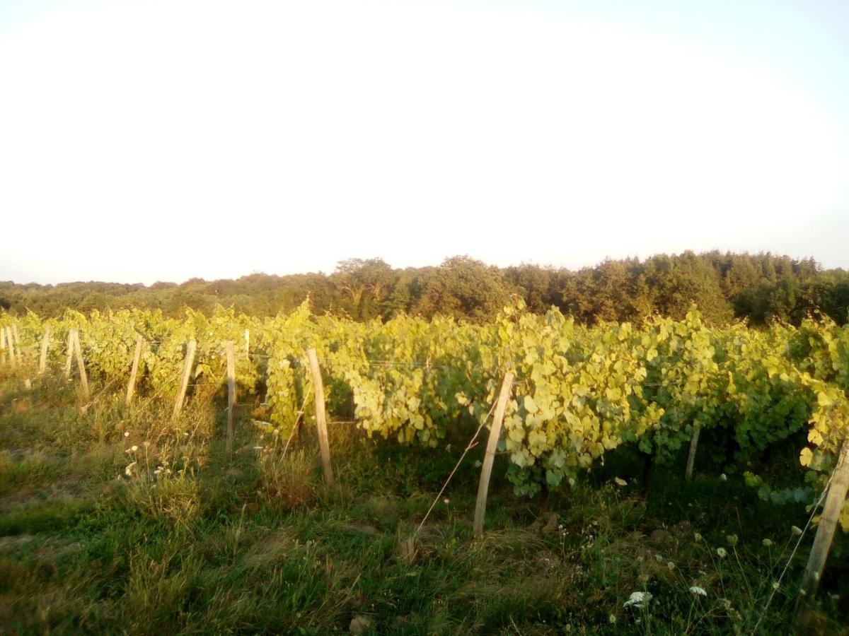 Mas Des Vignes Piscine Chauffee Bed & Breakfast Le Champ-Saint-Pere ภายนอก รูปภาพ